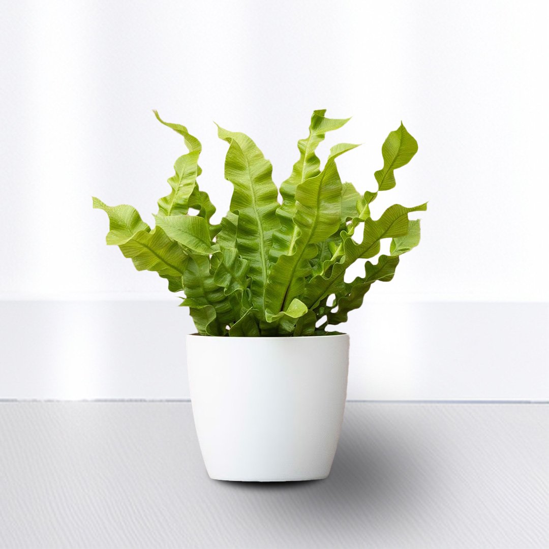 Asplenium Nidus Curly Leaves
